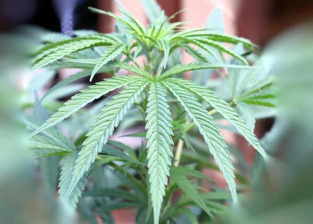 Grünes Cannabis hinterlässt Cannabisbusch