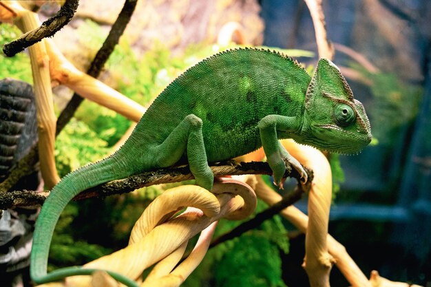 Grünes Chamäleon sitzt auf einem Ast in der Nähe. Wilde Tiere Reptil.