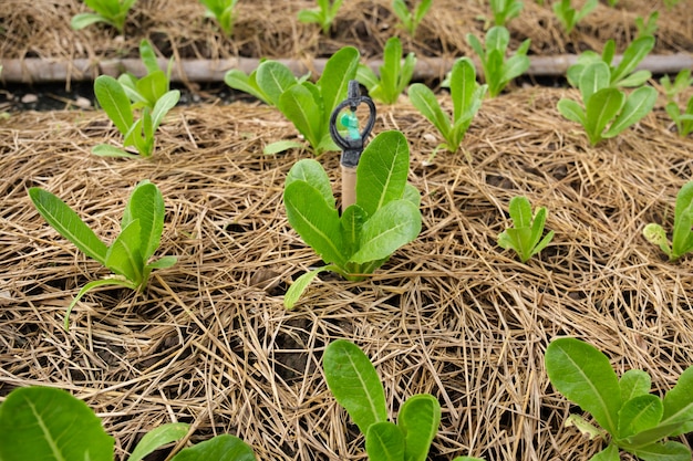 Grünes cos Salatgemüse, das in einer Farm wächst.