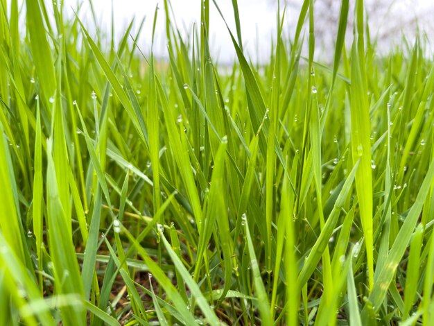 Grünes, dickes Gras wuchs auf dem Feld