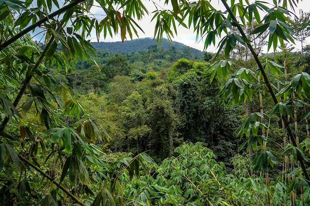 Grünes Dickicht des Dschungels in den Bergen von Malaysia