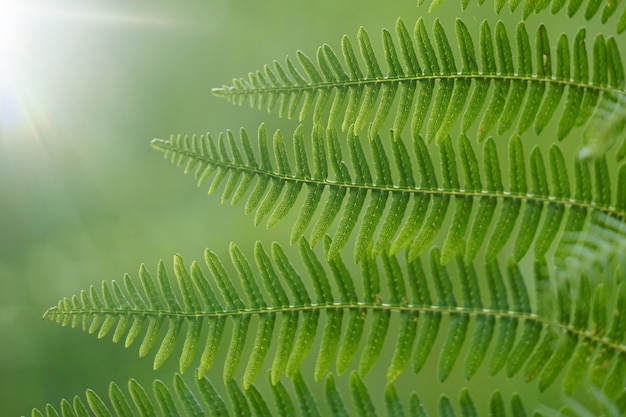 grünes Farnbetriebsblatt gemasert in der Natur