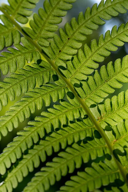 Grünes Farnblatt im Sonnenlicht an einem Sommertag Makrofotografie