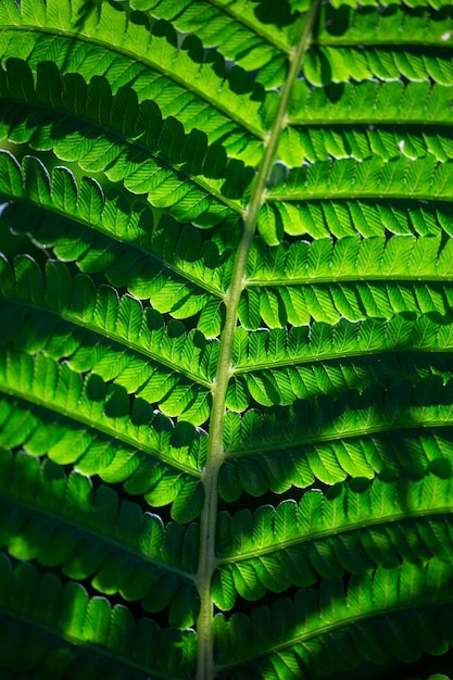 Grünes Farnblatt im Sonnenlicht Makro Photgrapy Tropische Pflanze frischer grüner Hintergrund an sonnigen Tagen