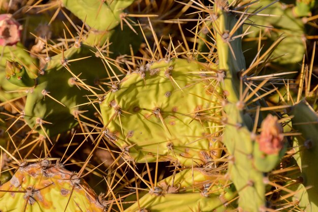 Grünes Feigenkaktus-Blatt in der Wüste