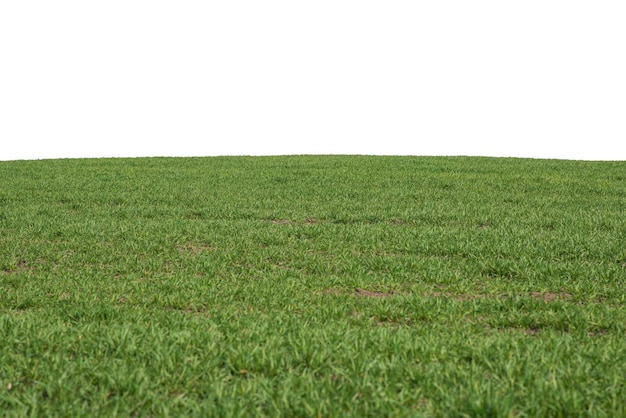 Grünes Feld als Hintergrund Grünes Gras im Frühjahr isoliert auf weißem Hintergrund