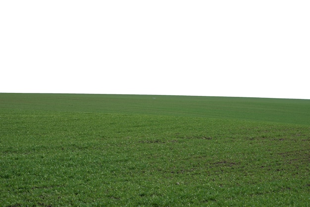 Grünes Feld als Hintergrund Grünes Gras im Frühjahr isoliert auf weißem Hintergrund