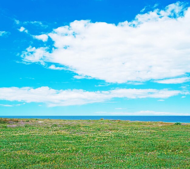 Grünes Feld am Meer von Sardinien