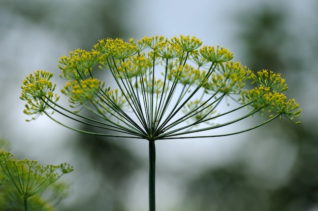 Grünes Feld, auf dem Dill wächst.