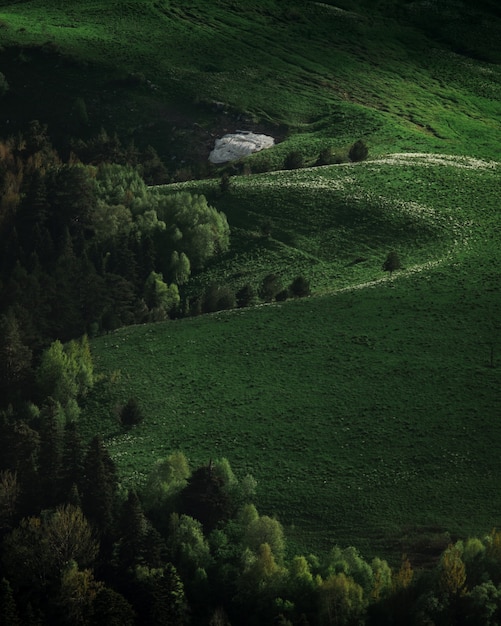 Grünes Feld auf Plateau. Ruhige Wiesen und Bäume