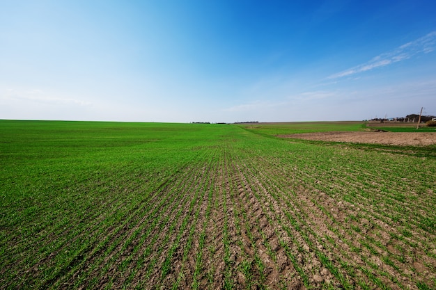 Grünes Feld, blauer Himmel und Sonne.