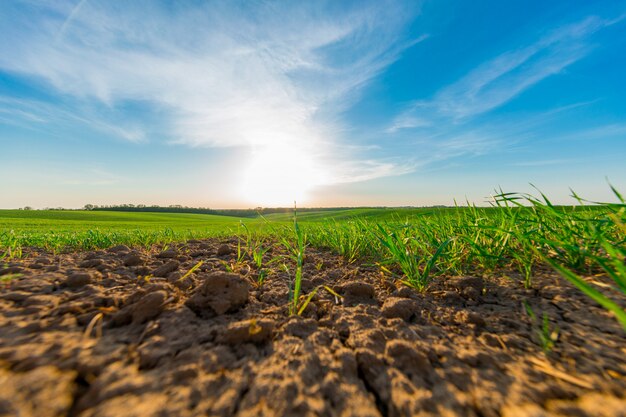 Grünes Feld, blauer Himmel und Sonne.