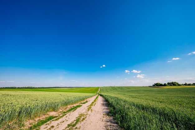 Grünes Feld, blauer Himmel und Sonne.