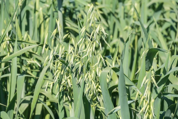 Grünes Feld der unausgereiften Haferernte