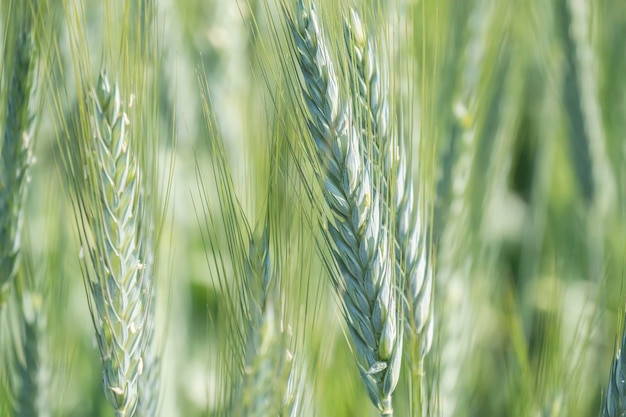 Grünes Feld der unausgereiften Weizenähren