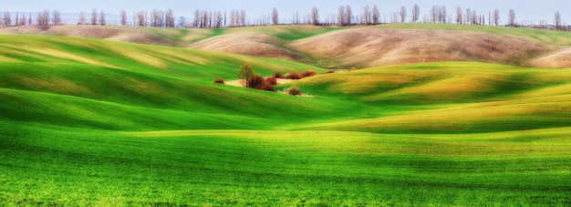 Grünes Feld. Frühlingslandschaft
