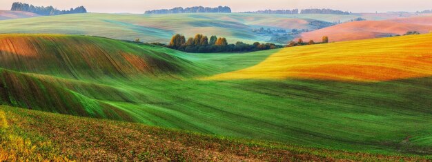 Grünes Feld. Frühlingslandschaft