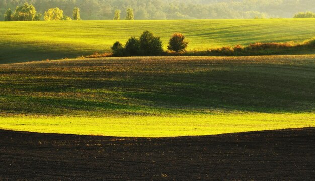 Foto grünes feld. frühlingslandschaft