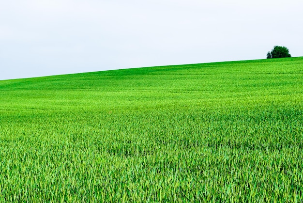 Grünes Feld gegen den Himmel