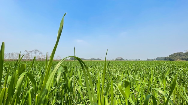 Grünes Feld gegen Landwirtschaftshintergrund des blauen Himmels