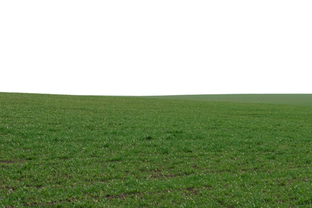 Grünes Feld isoliert auf weißem Hintergrund Grünes Gras im Frühjahr