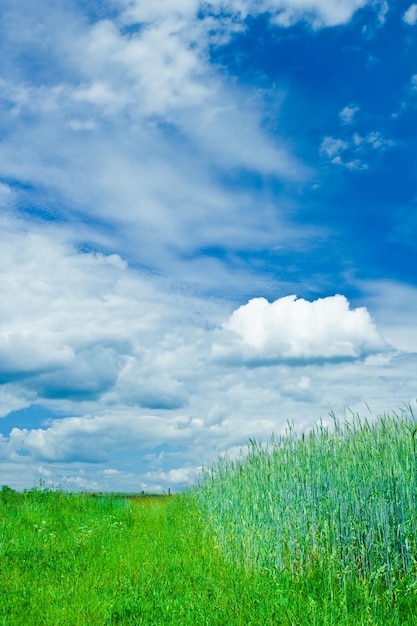 Foto grünes feld - landschaft