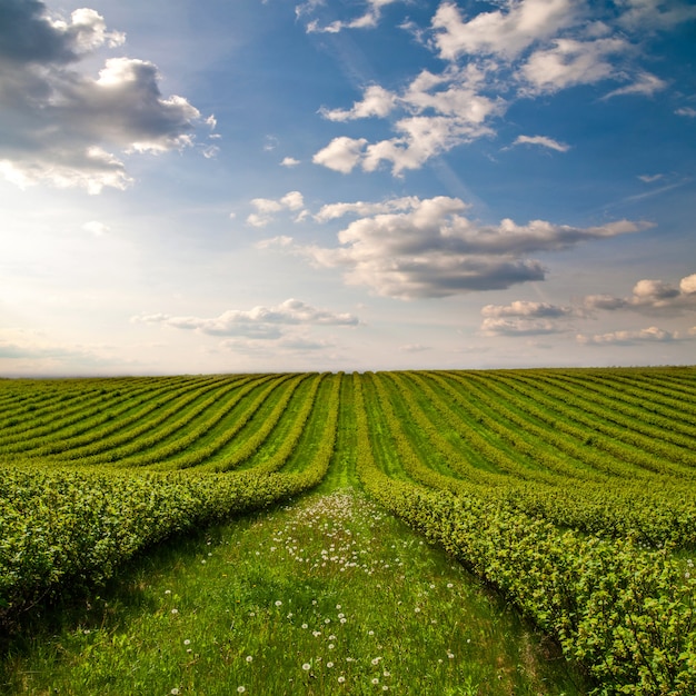 Grünes Feld mit Büschen