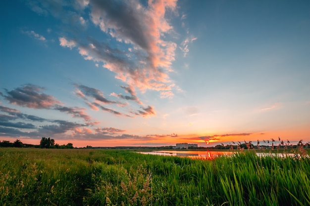 Grünes Feld mit Gras am Sonnenuntergang