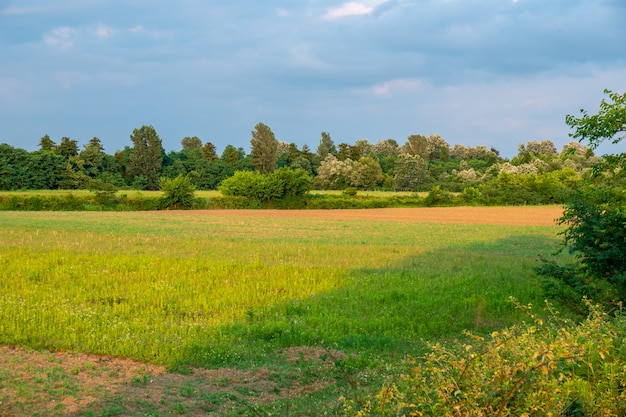 Grünes Feld mit jungem Mais bei Sonnenuntergang. Landwirtschaft