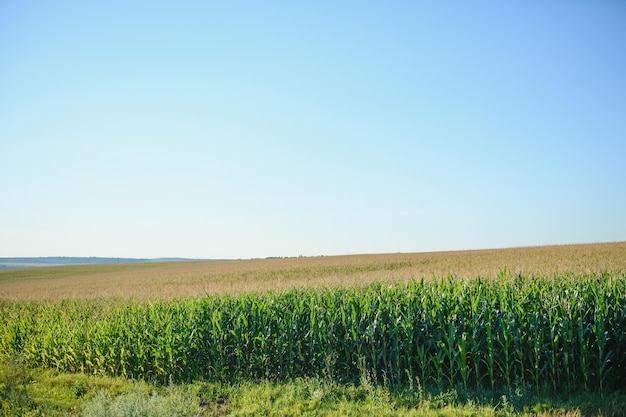 Grünes Feld mit jungem Mais unter Sonnenlicht