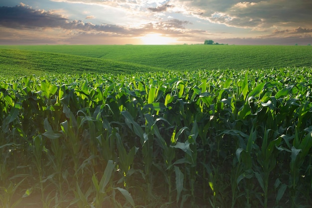 Grünes Feld mit jungen Maisstielen unter blauem Himmel in der Ukraine