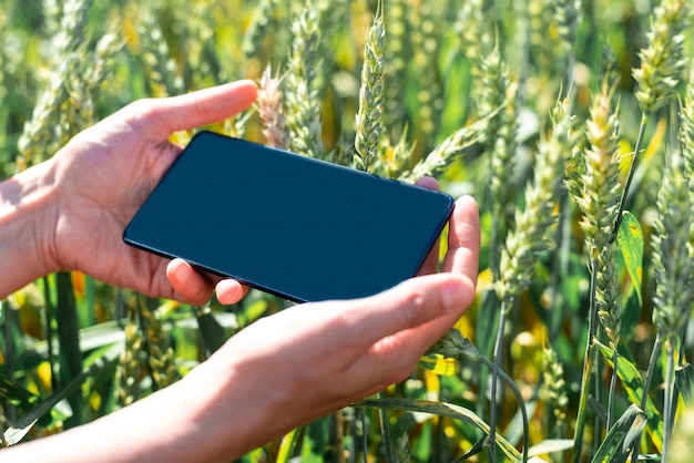 Grünes Feld mit Roggen und Smartphone in Bauernhänden