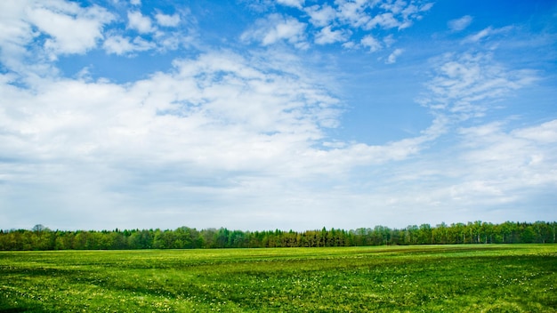 Grünes Feld mit Wald am Horizont