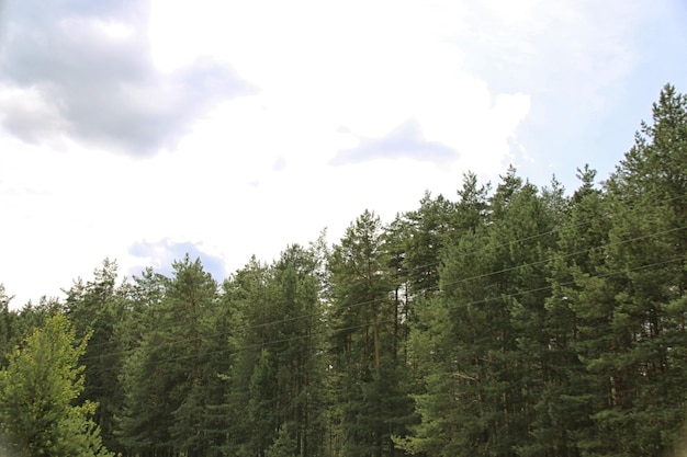 Grünes Feld nahe Wald