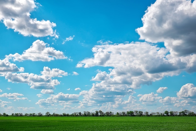 Grünes Feld und blauer Himmel mit weißen Wolken