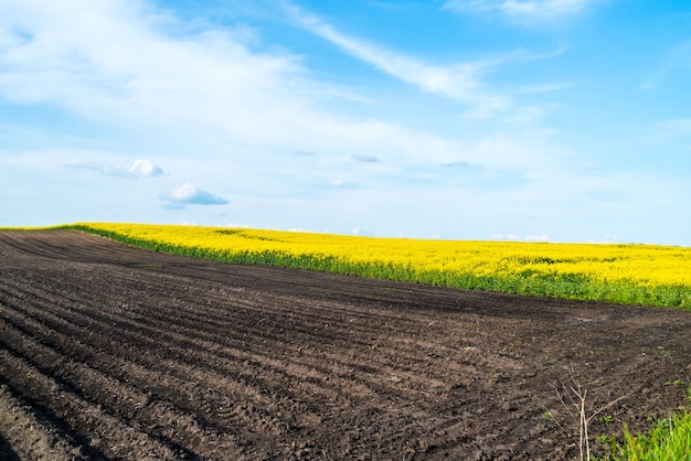 Grünes Feld und blauer Himmel