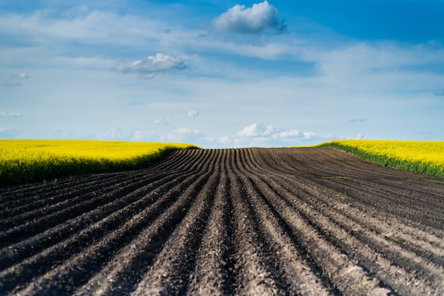 Grünes Feld und blauer Himmel