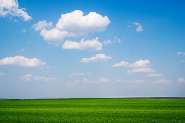 Grünes Feld und blauer Himmel