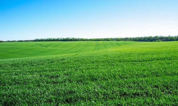 Grünes Feld und blauer Himmel