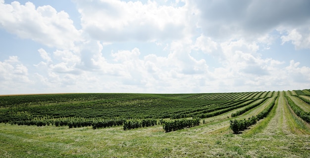 Grünes Feld und blauer Himmel