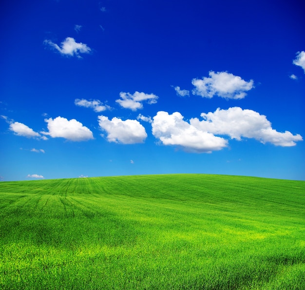 Grünes Feld und blauer Himmel