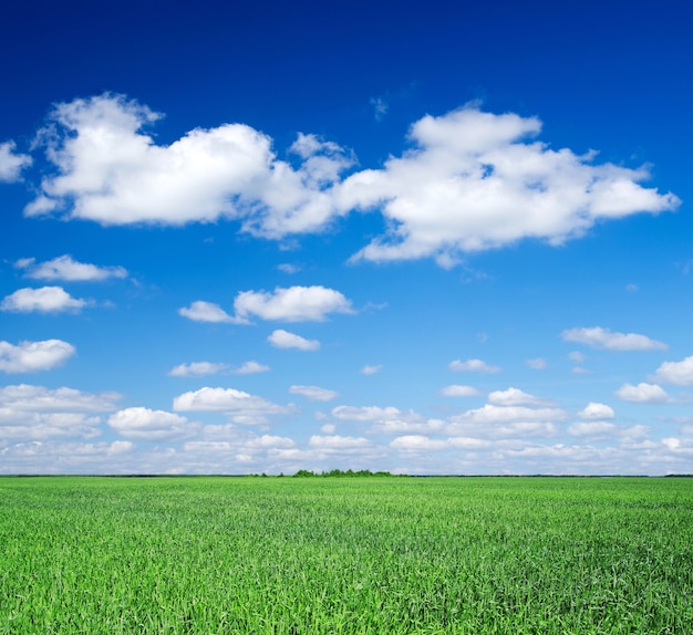 Grünes Feld und blauer Himmel