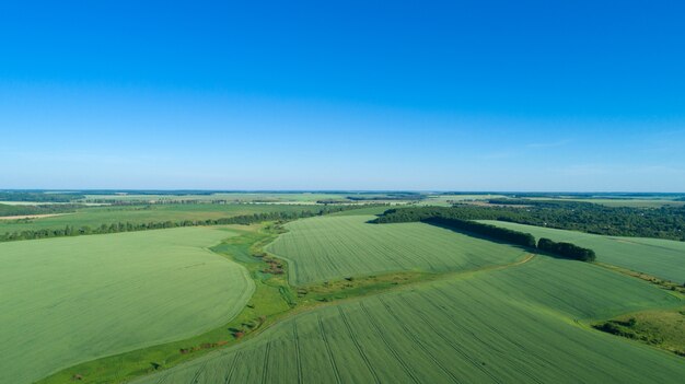 Grünes Feld und blauer Himmel