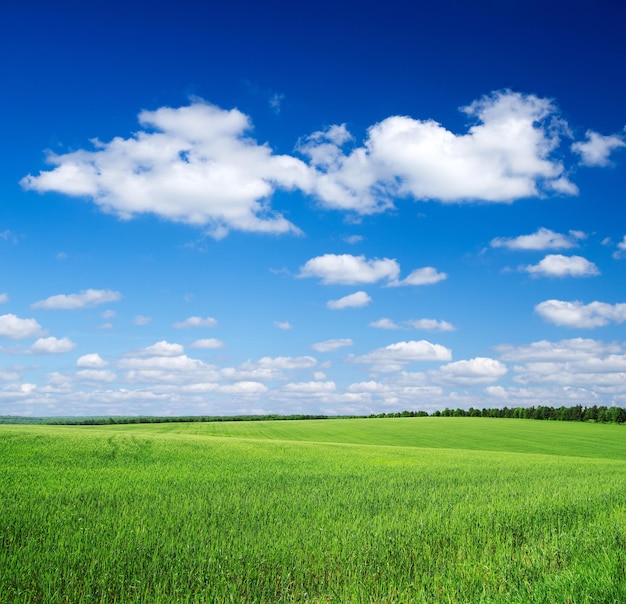 Grünes Feld und blauer Himmel