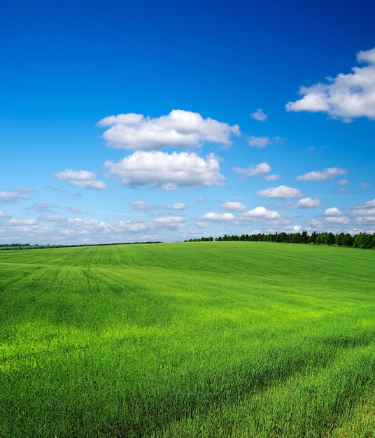 Grünes Feld und blauer Himmel