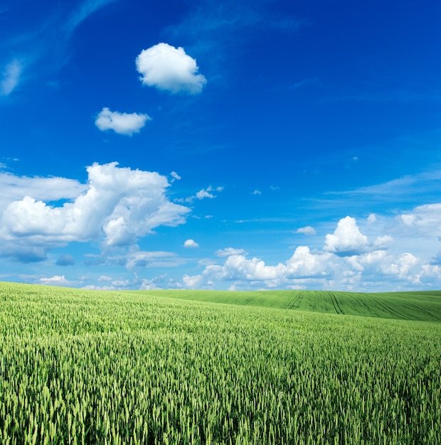 Grünes Feld und blauer Himmel