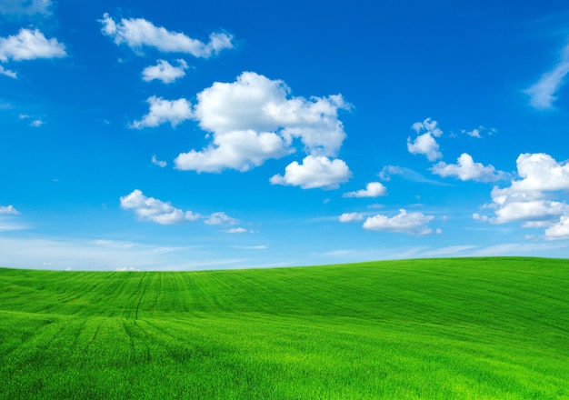 Grünes Feld und blauer Himmel
