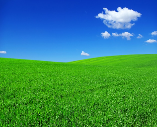 Grünes Feld und blauer Himmel