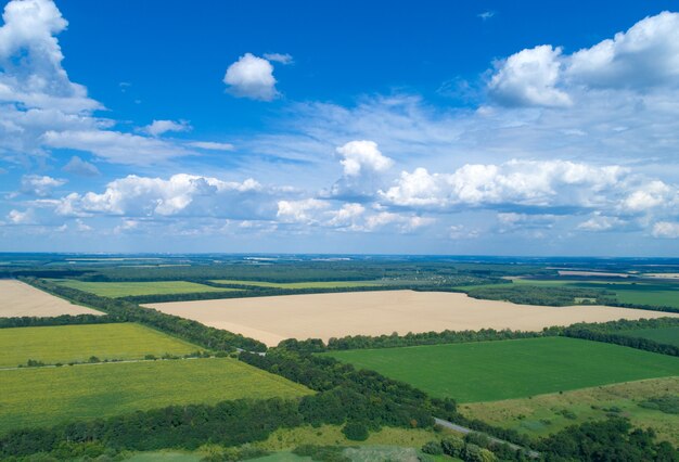 Grünes Feld und blauer Himmel