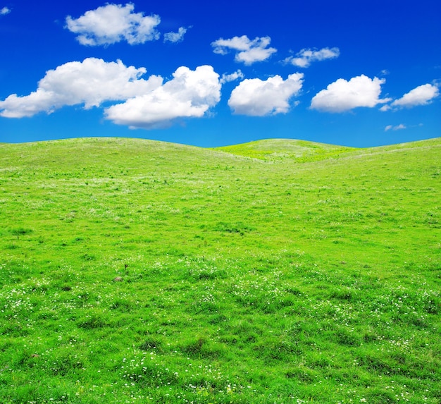 Grünes Feld und blauer Himmel